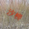 沙柳(毛柳，烏柳)