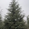 雪松