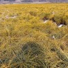 綠化小苗
