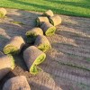 四季青草坪