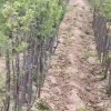 山杏杯苗