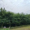 三角楓